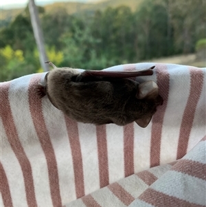 Ozimops ridei (Eastern Free-Tailed Bat) at Bucketty, NSW - 10 Aug 2021 by MartinPredavec