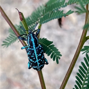 Chrysolopus spectabilis at Laguna, NSW - 16 Feb 2021 11:00 AM