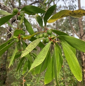 Persoonia levis at Bucketty, NSW - suppressed