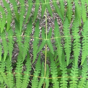 Histiopteris incisa (Bat's-Wing Fern) at Bucketty, NSW - 14 May 2021 by MartinPredavec