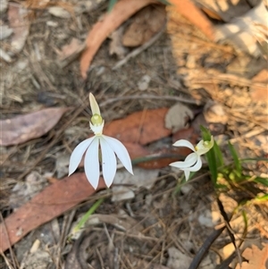 Caladenia catenata at Bucketty, NSW - suppressed