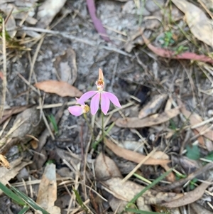 Caladenia sp. at Bucketty, NSW - 7 Sep 2021 by MartinPredavec