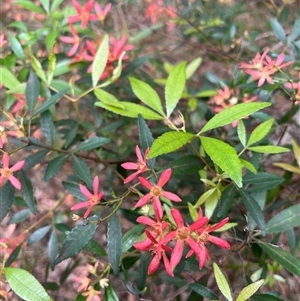 Ceratopetalum gummiferum (New South Wales Christmas-bush, Christmas Bush) at Bucketty, NSW - 27 Dec 2021 by MartinPredavec