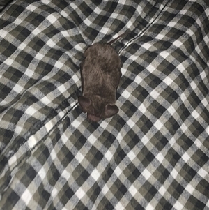 Ozimops ridei (Eastern Free-Tailed Bat) at Bucketty, NSW - 6 Mar 2021 by MartinPredavec