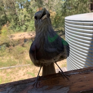 Colluricincla harmonica at Bucketty, NSW - 11 Nov 2020 11:00 AM