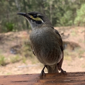 Caligavis chrysops (Yellow-faced Honeyeater) at Bucketty, NSW - 3 Nov 2019 by MartinPredavec