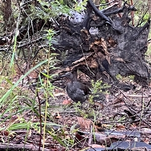 Menura novaehollandiae at Bucketty, NSW - 5 Dec 2021 11:00 AM