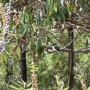 Todiramphus sanctus (Sacred Kingfisher) at Bucketty, NSW - 29 Dec 2021 by MartinPredavec