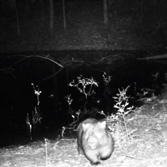 Vombatus ursinus (Common wombat, Bare-nosed Wombat) at Bucketty, NSW - 17 Apr 2020 by MartinPredavec