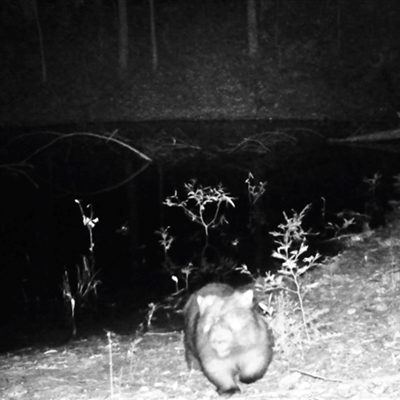 Vombatus ursinus (Common wombat, Bare-nosed Wombat) at Bucketty, NSW - 17 Apr 2020 by MartinPredavec