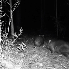 Vombatus ursinus (Common wombat, Bare-nosed Wombat) at Bucketty, NSW - 30 Jul 2020 by MartinPredavec