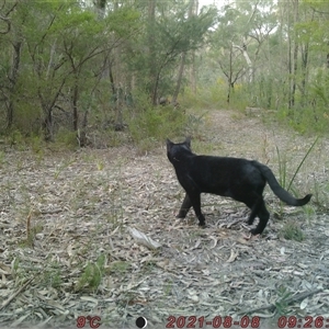 Felis catus at Bucketty, NSW - 8 Aug 2021 10:00 AM