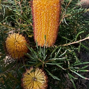 Banksia spinulosa at Laguna, NSW - 31 Jul 2021 by MartinPredavec