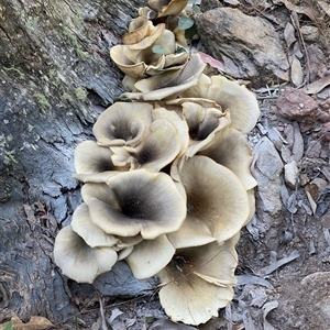 Omphalotus nidiformis (Ghost Fungus) at Bucketty, NSW - 16 Apr 2021 by MartinPredavec