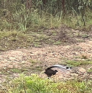 Menura novaehollandiae at Bucketty, NSW - 5 Jan 2022 11:00 AM
