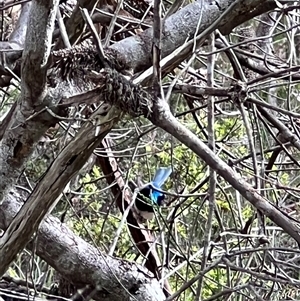 Malurus lamberti (Variegated Fairywren) at Bucketty, NSW - 7 Jan 2022 by MartinPredavec