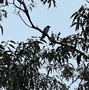 Coracina novaehollandiae (Black-faced Cuckooshrike) at Bucketty, NSW - 9 Jan 2022 by MartinPredavec