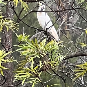 Cacatua galerita (Sulphur-crested Cockatoo) at Bucketty, NSW - 10 Jan 2022 by MartinPredavec