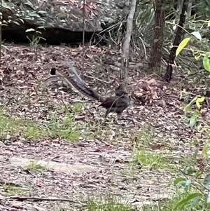 Menura novaehollandiae at Mogo Creek, NSW - 11 Jan 2022 11:00 AM