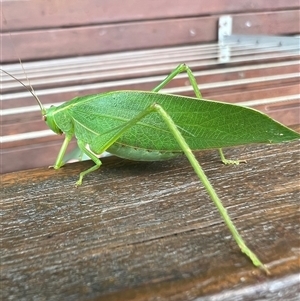 Caedicia simplex (Common Garden Katydid) at Bucketty, NSW - 12 Jan 2022 by MartinPredavec