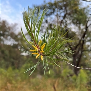 Persoonia pinifolia at Bucketty, NSW - 18 Jan 2022 by MartinPredavec