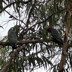 Callocephalon fimbriatum at Mogo Creek, NSW - suppressed
