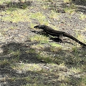 Varanus varius at Bucketty, NSW - suppressed