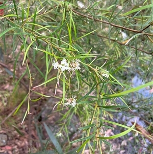 Grevillea linearifolia at Bucketty, NSW - 26 Jan 2022 by MartinPredavec