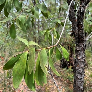 Persoonia levis at Bucketty, NSW - suppressed