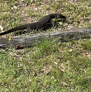 Varanus varius at Bucketty, NSW - suppressed