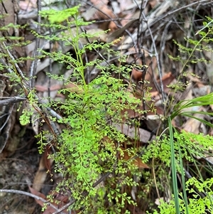 Lindsaea microphylla (Lacy Wedge-fern) at Bucketty, NSW - 10 Feb 2022 by MartinPredavec