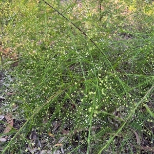 Platysace linearifolia (Narrow-leaved Platysace) at Bucketty, NSW - 10 Feb 2022 by MartinPredavec