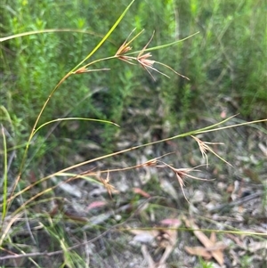 Themeda triandra at Bucketty, NSW - 16 Feb 2022 11:00 AM