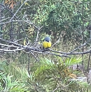 Eopsaltria australis (Eastern Yellow Robin) at Bucketty, NSW - 21 Feb 2022 by MartinPredavec