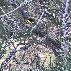 Lichenostomus melanops (Yellow-tufted Honeyeater) at Bucketty, NSW - 21 Feb 2022 by MartinPredavec