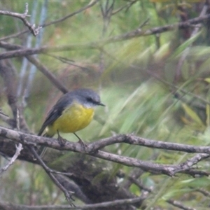 Eopsaltria australis (Eastern Yellow Robin) at Bucketty, NSW - 22 Feb 2022 by MartinPredavec