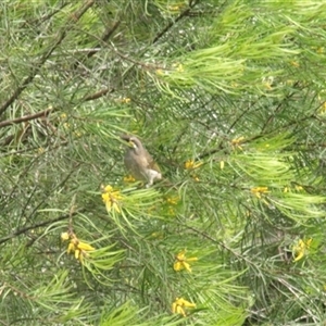 Caligavis chrysops at Bucketty, NSW - 23 Feb 2022 11:00 AM