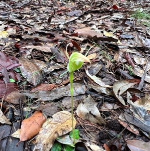Pterostylis acuminata (Pointed Greenhood) at Bucketty, NSW - 26 Mar 2022 by MartinPredavec
