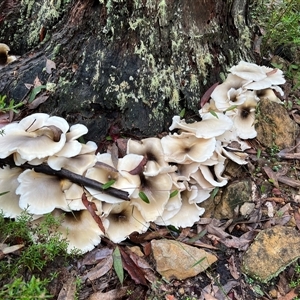 Omphalotus nidiformis (Ghost Fungus) at Bucketty, NSW - 27 Mar 2022 by MartinPredavec