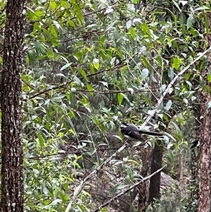 Rhipidura albiscapa (Grey Fantail) at Bucketty, NSW - 27 Mar 2022 by MartinPredavec