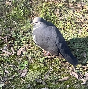 Leucosarcia melanoleuca at Bucketty, NSW - 5 Apr 2022 10:00 AM