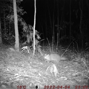 Trichosurus vulpecula at Bucketty, NSW - 4 Apr 2022 10:00 AM