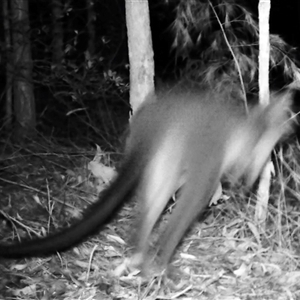 Wallabia bicolor at Bucketty, NSW - 31 Mar 2022 11:00 AM