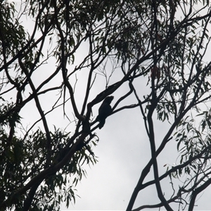 Calyptorhynchus lathami lathami (Glossy Black-Cockatoo) at Laguna, NSW - 10 Apr 2022 by MartinPredavec