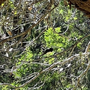 Rhipidura leucophrys at Bucketty, NSW - 11 Apr 2022 10:00 AM