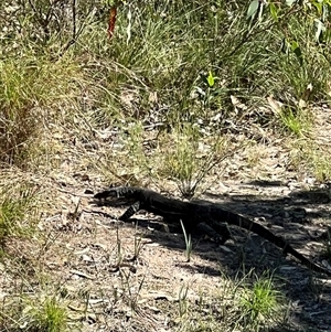 Varanus varius at Bucketty, NSW - suppressed