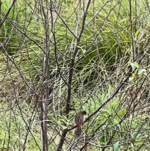Neochmia temporalis (Red-browed Finch) at Bucketty, NSW - 12 Apr 2022 by MartinPredavec
