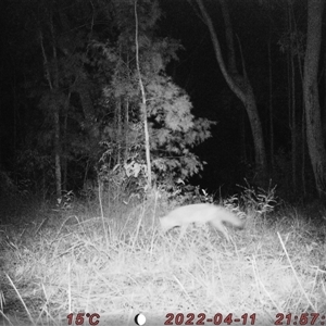 Vulpes vulpes (Red Fox) at Bucketty, NSW - 11 Apr 2022 by MartinPredavec