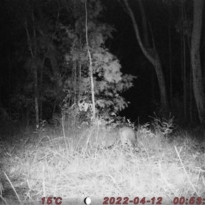 Wallabia bicolor at Bucketty, NSW - 12 Apr 2022 10:00 AM