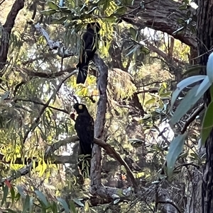 Zanda funerea at Bucketty, NSW - 20 Apr 2022 10:00 AM